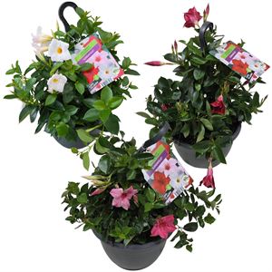 Afbeelding van HP27 Sundaville Divers.